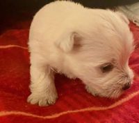 West Highland White Terrier Puppies for sale in Fillmore, CA 93015, USA. price: $1,000