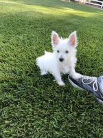 West Highland White Terrier Puppies for sale in Vacaville, CA, USA. price: $1,500