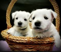 West Highland White Terrier Puppies for sale in Reno, NV 89512, USA. price: $1,000