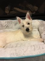 West Highland White Terrier Puppies for sale in East Stroudsburg, PA 18301, USA. price: $500