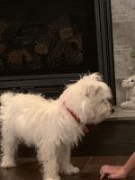 West Highland White Terrier Puppies for sale in Chillicothe, OH 45601, USA. price: $800