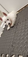 West Highland White Terrier Puppies for sale in Tucker, GA, USA. price: $1,650