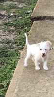 West Highland White Terrier Puppies for sale in Houston, TX 77082, USA. price: $450