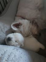 West Highland White Terrier Puppies for sale in 6345 Eatmon Rd, Bailey, NC 27807, USA. price: $1,000