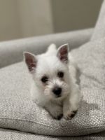 West Highland White Terrier Puppies for sale in Danville, CA, USA. price: $2,500