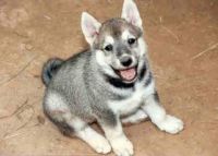 West Siberian Laika Puppies for sale in Alderson, WV 24910, USA. price: NA