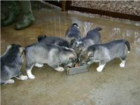 West Siberian Laika Puppies Photos