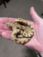 Western Hognose Snake Reptiles for sale in Town and Country, MO 63017, USA. price: $250