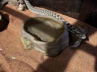 Western Hognose Snake Reptiles Photos