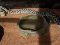 Western Hognose Snake Reptiles Photos