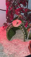 Western Hognose Snake Reptiles for sale in Jackson, MS, USA. price: $400