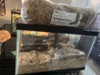 Western Hognose Snake Reptiles for sale in Webster, TX, USA. price: $220