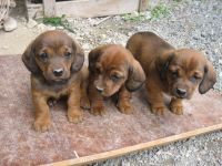 Westphalian Dachsbracke Puppies Photos