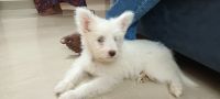 Wheaten Terrier Puppies for sale in Melpakkam, Viraraghavapuram, Avadi, Tamil Nadu 600077, India. price: 15000 INR