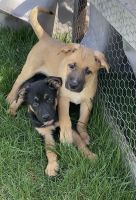 Wheaten Terrier Puppies for sale in Kankakee, Illinois. price: $250