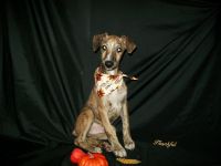 Whippet Puppies for sale in Owasso, Oklahoma. price: $1,000