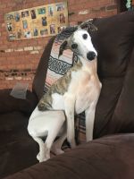 Whippet Puppies Photos