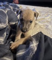 Whippet Puppies for sale in Burtonsville, Maryland. price: $1,500