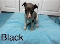 Whippet Puppies for sale in Rural City of Wangaratta VIC, Australia. price: $2,000