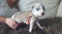 Whippet Puppies for sale in Missiouri CC, Elsberry, MO 63343, USA. price: $399