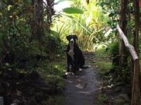 Whippet Puppies for sale in Hilo, HI 96720, USA. price: $350