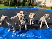 Whippet Puppies for sale in California Ave, Paterson, NJ 07503, USA. price: $700