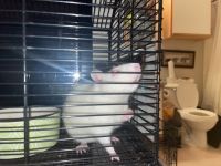 White Mouse Rodents for sale in 770 N Silver Springs Blvd, Wichita, KS 67212, USA. price: $30