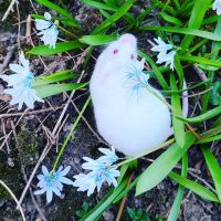 White Mouse Rodents for sale in Lake Barrington, IL, USA. price: $50
