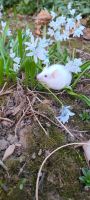 White Mouse Rodents Photos