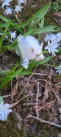 White Mouse Rodents Photos
