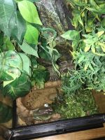White's (Dumpy) Treefrog Amphibians Photos