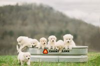 White Shepherd Puppies Photos