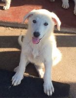 White Shepherd Puppies for sale in Bozeman, MT, USA. price: $650