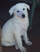 White Shepherd Puppies for sale in West Lafayette, IN, USA. price: $650