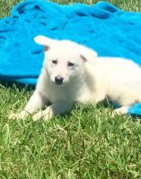 White Shepherd Puppies for sale in Rice, MN 56367, USA. price: $500