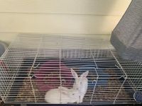 White-sided Jackrabbit Rabbits for sale in Lakeland, FL, USA. price: $60