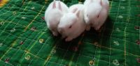 White-sided Jackrabbit Rabbits for sale in Baranagar, Kolkata, West Bengal, India. price: 600 INR