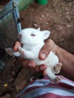 White-sided Jackrabbit Rabbits Photos