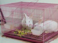 White-sided Jackrabbit Rabbits for sale in BTM 2nd Stage, Bengaluru, Karnataka, India. price: 1,800 INR