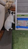 White-tailed Jackrabbit Rabbits for sale in West Chester Township, OH 45069, USA. price: $50