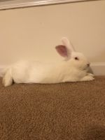 White-tailed Jackrabbit Rabbits for sale in Greenville, NC, USA. price: $200