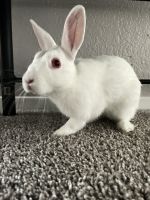 White-tailed Jackrabbit Rabbits for sale in 3428 Country Club Dr W, Irving, TX 75038, USA. price: $70