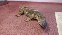 White-throated monitor Reptiles for sale in Marysville, OH 43040, USA. price: $450