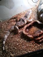 White-throated monitor Reptiles for sale in 2418 Avenue A NW, Winter Haven, FL 33880, USA. price: $1,000