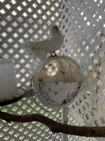 White-tipped Dove Birds Photos