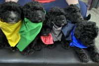 Whoodles Puppies for sale in Fort Wayne, IN 46816, USA. price: $975