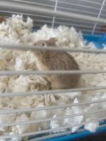Winter White Russian Dwarf Hamster Rodents Photos