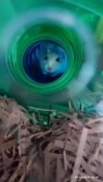 Winter White Russian Dwarf Hamster Rodents Photos