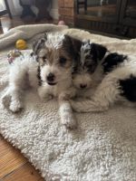 Beautiful wire fox puppies