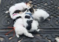 Beautiful wire fox puppies